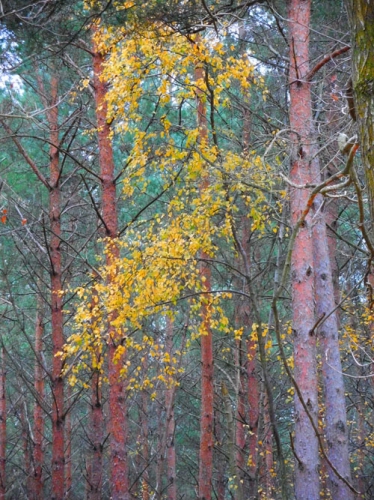 été en hiver.jpg