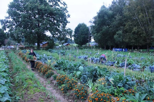 ferme des bouillons